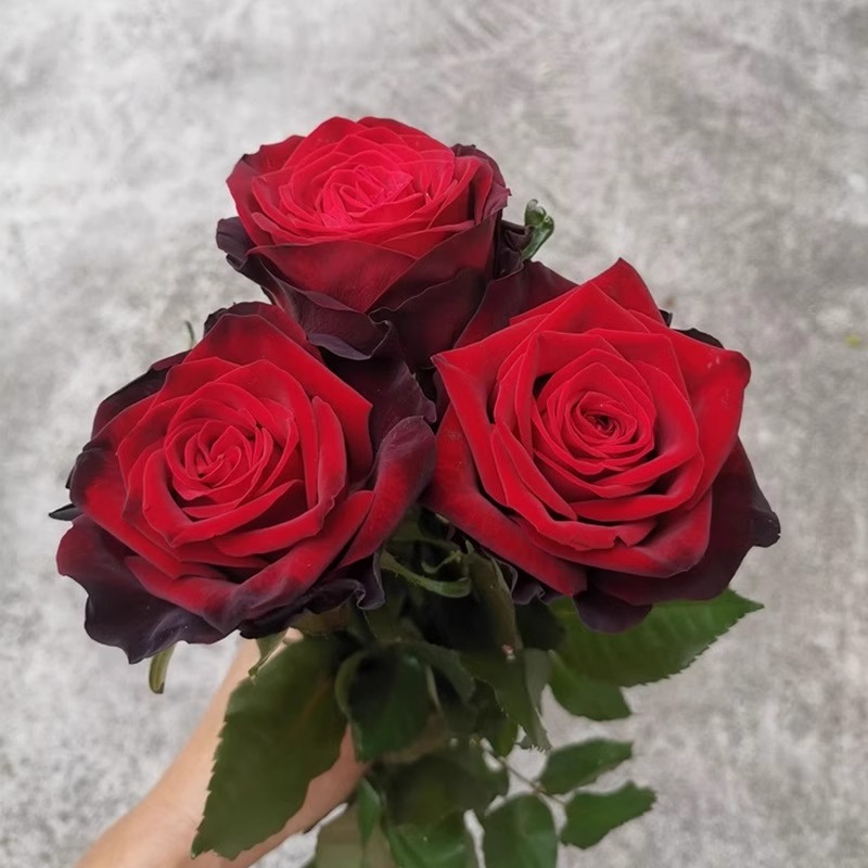 黑金 月季花苗大花浓香新手好养阳台盆栽四季丰花开花性好