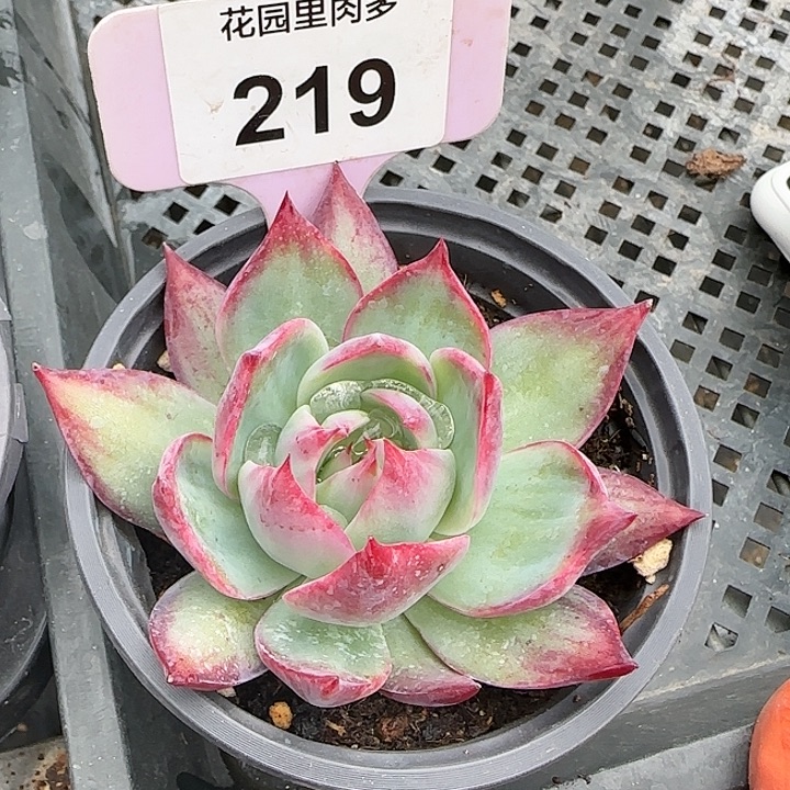 219 惊鸿仙子多肉植物6-9cm