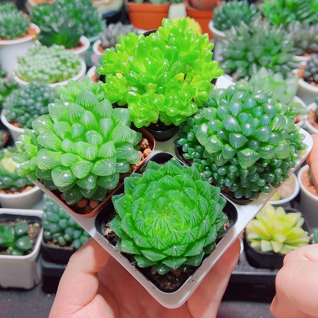 樱水晶姬玉露群雪花水晶草原盆土