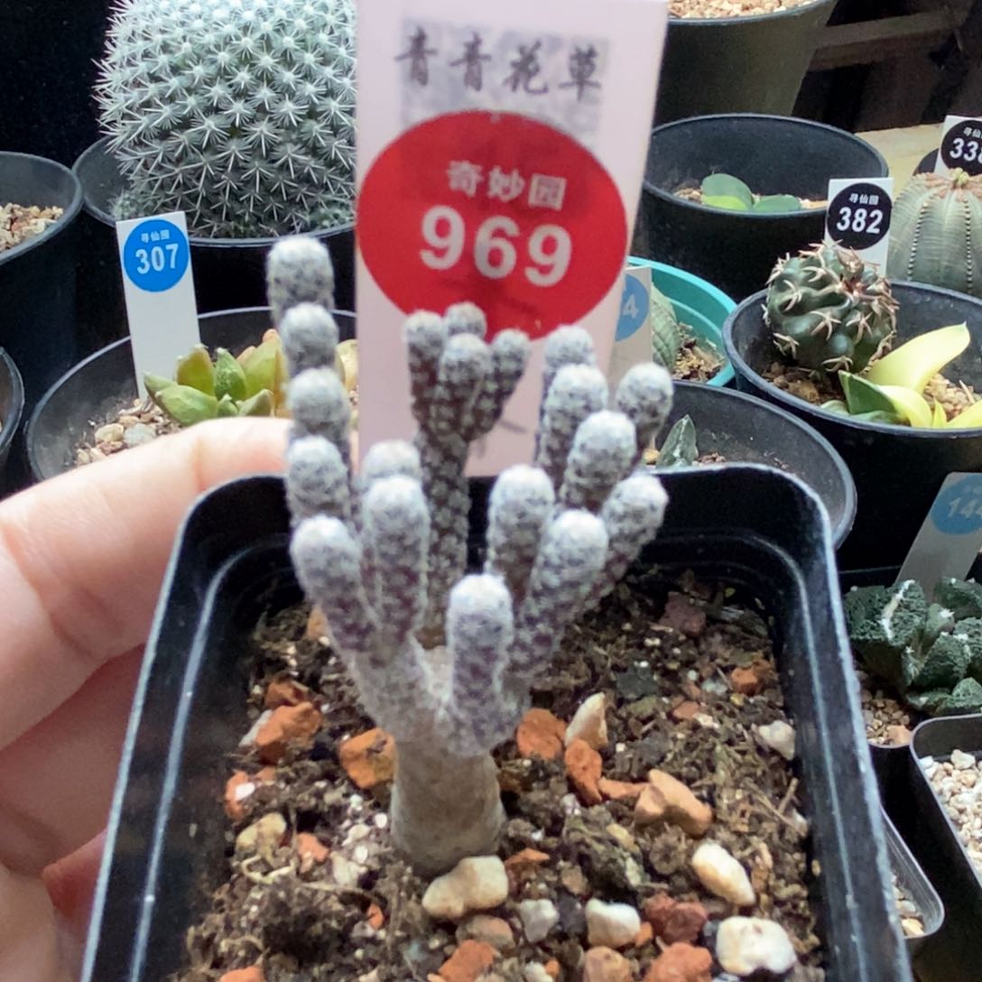 牧师群实生一棵特价