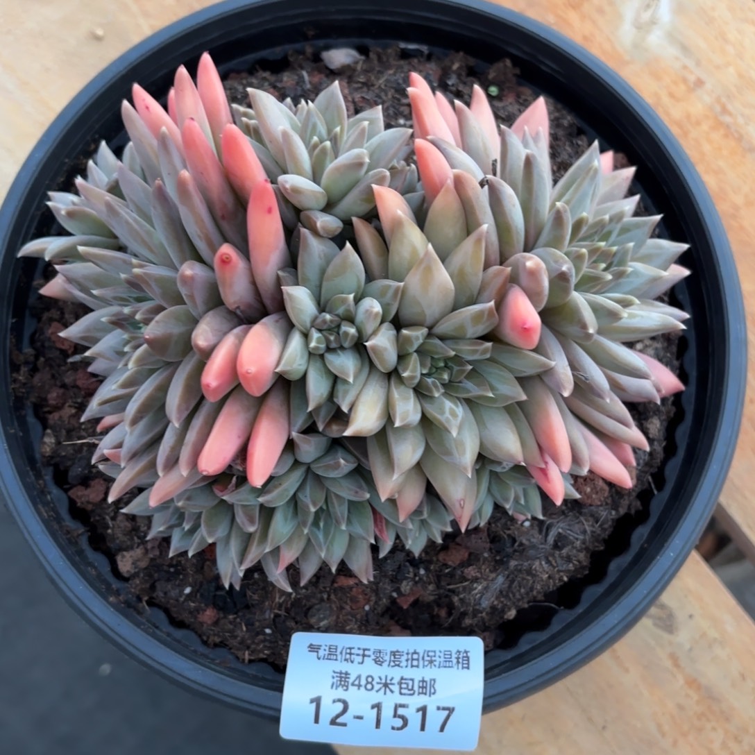 1517幻影美人多肉植物