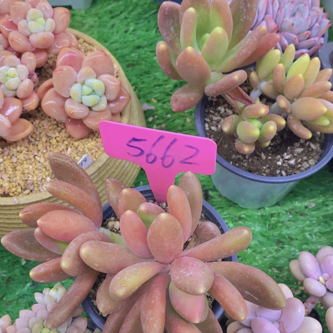 开心多肉植物多肉