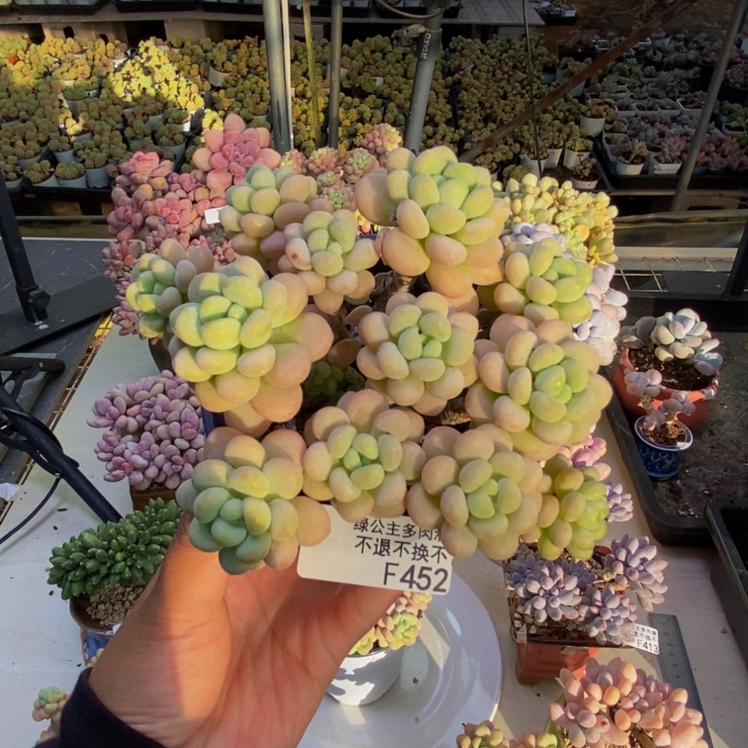 452洛可可多肉11cm
