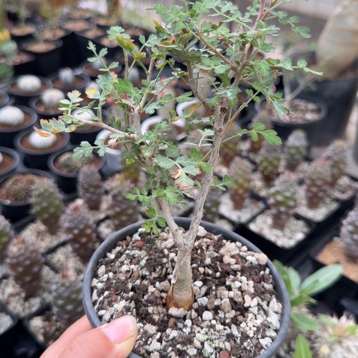 橡木漆树231仙人球