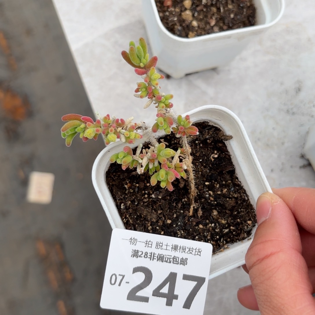 枝干番杏珊瑚多肉多