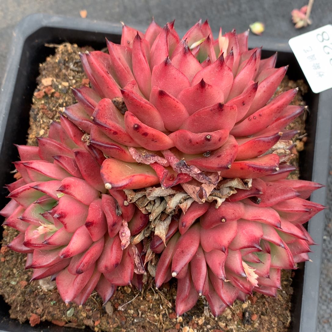 5328杂交多肉植物