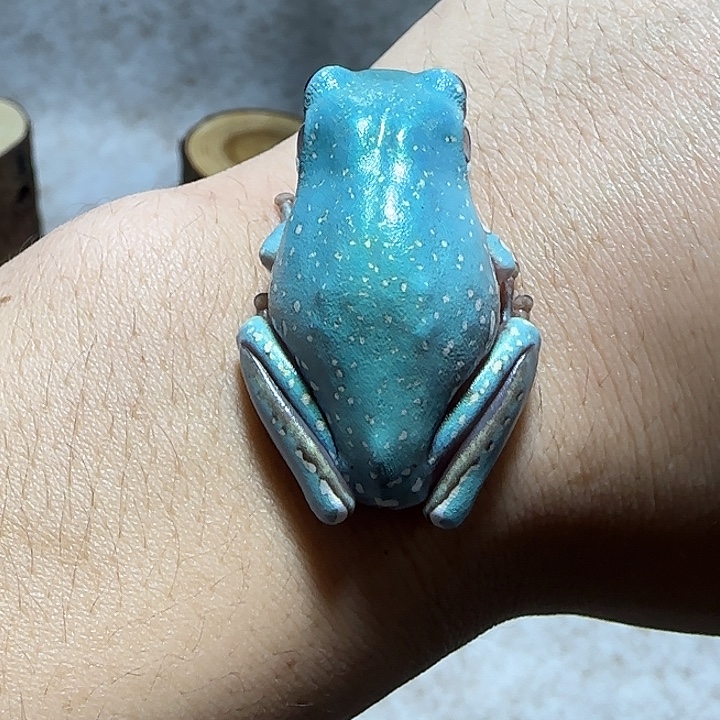 老爷树蛙8 魔鬼蓝微雪