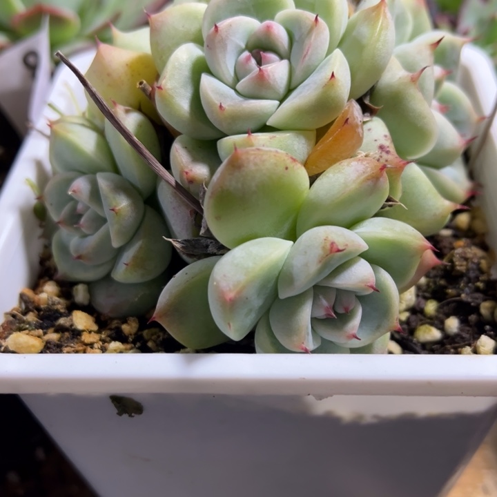 如梦令多肉植物79