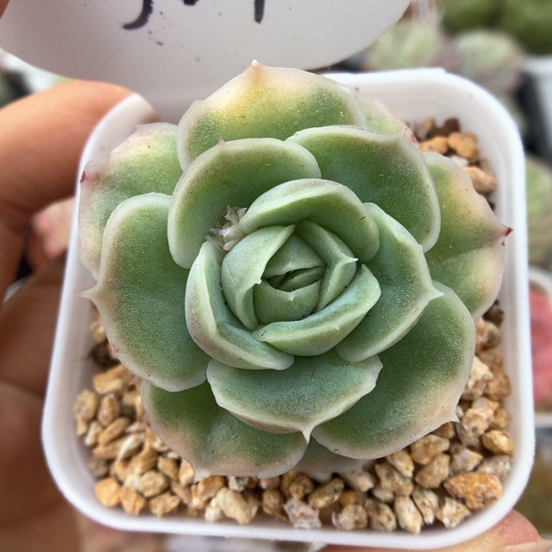 水晶虾饺可拍329号