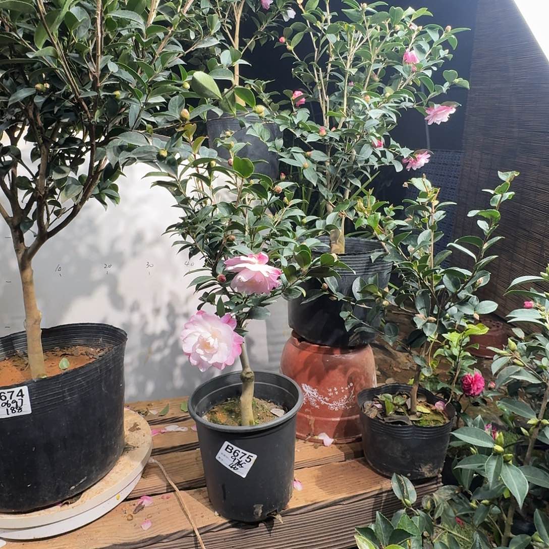 无花朵9765英八40茶梅