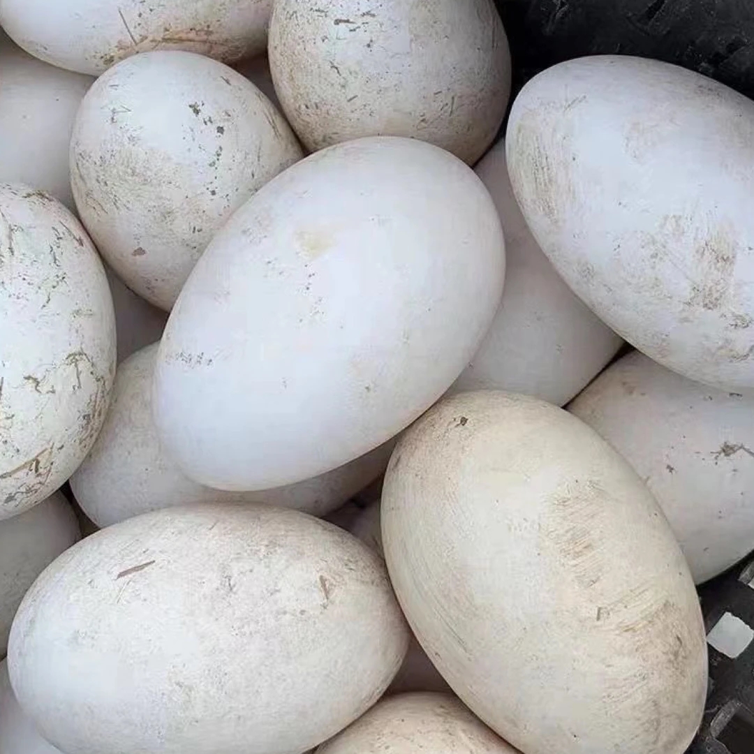 正宗微山湖农家散养新鲜鹅蛋现捡现发杂粮喂养鹅蛋新鲜农家散养