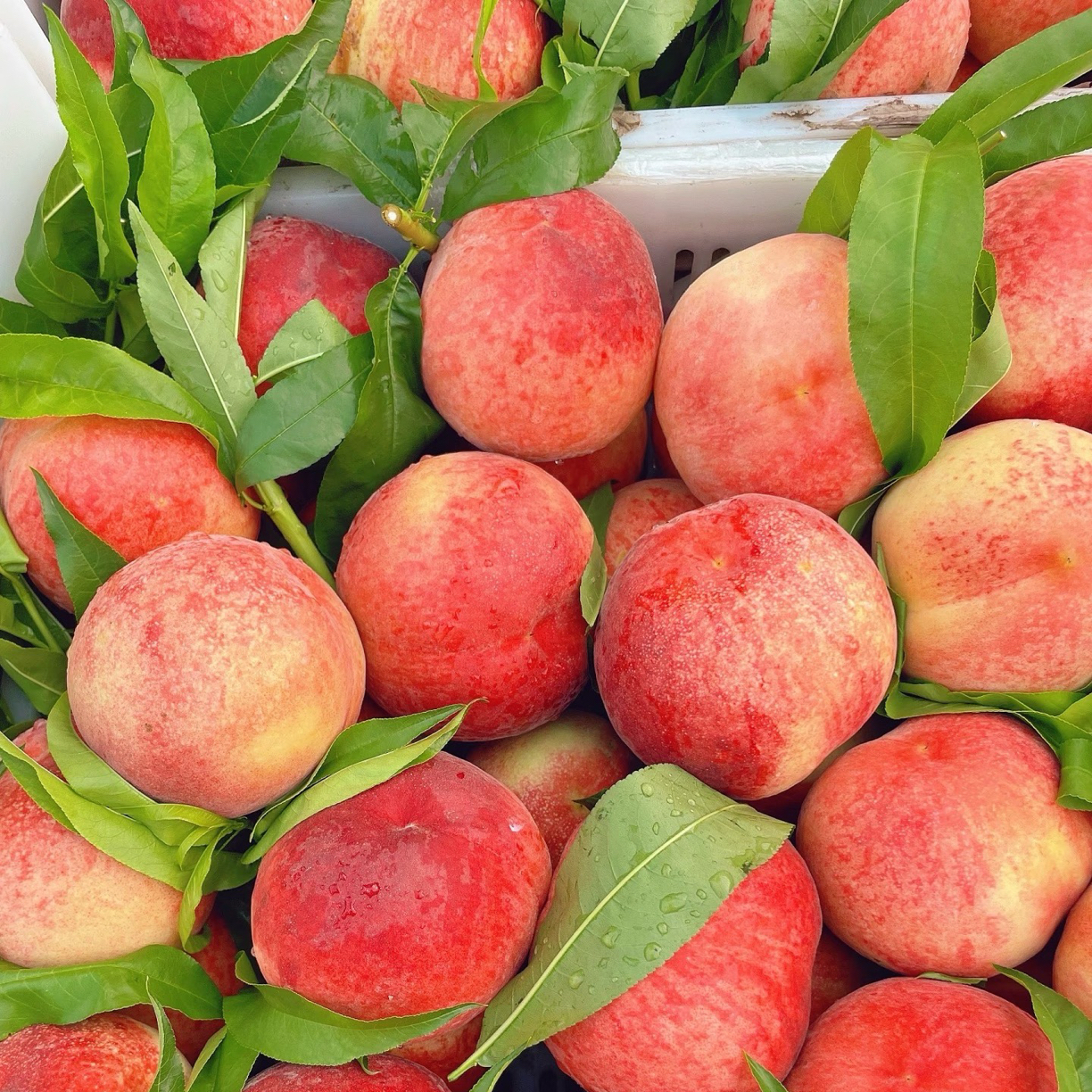 山东金秋红蜜桃脆甜多汁产地直发新鲜现摘应季水果5斤