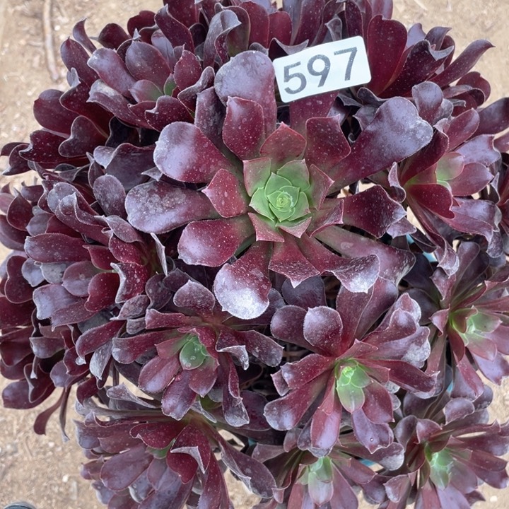 597多肉植物欧紫