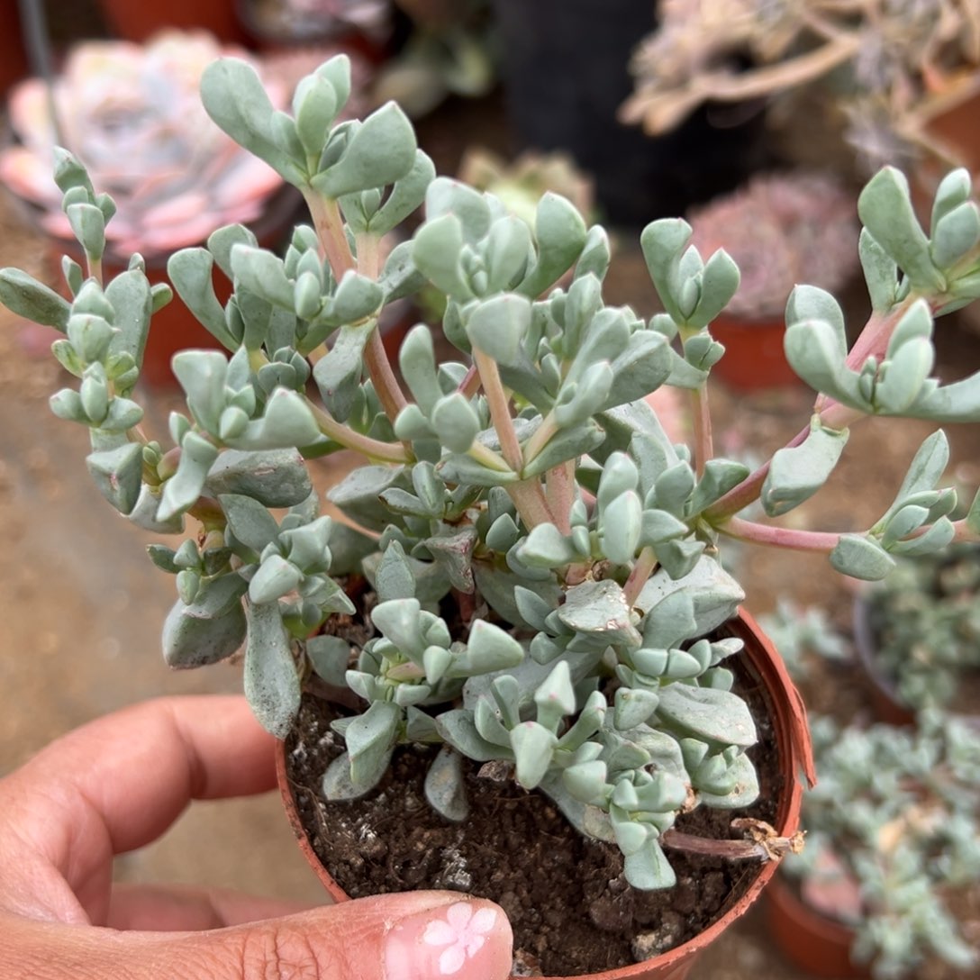 多肉植物多肉植物