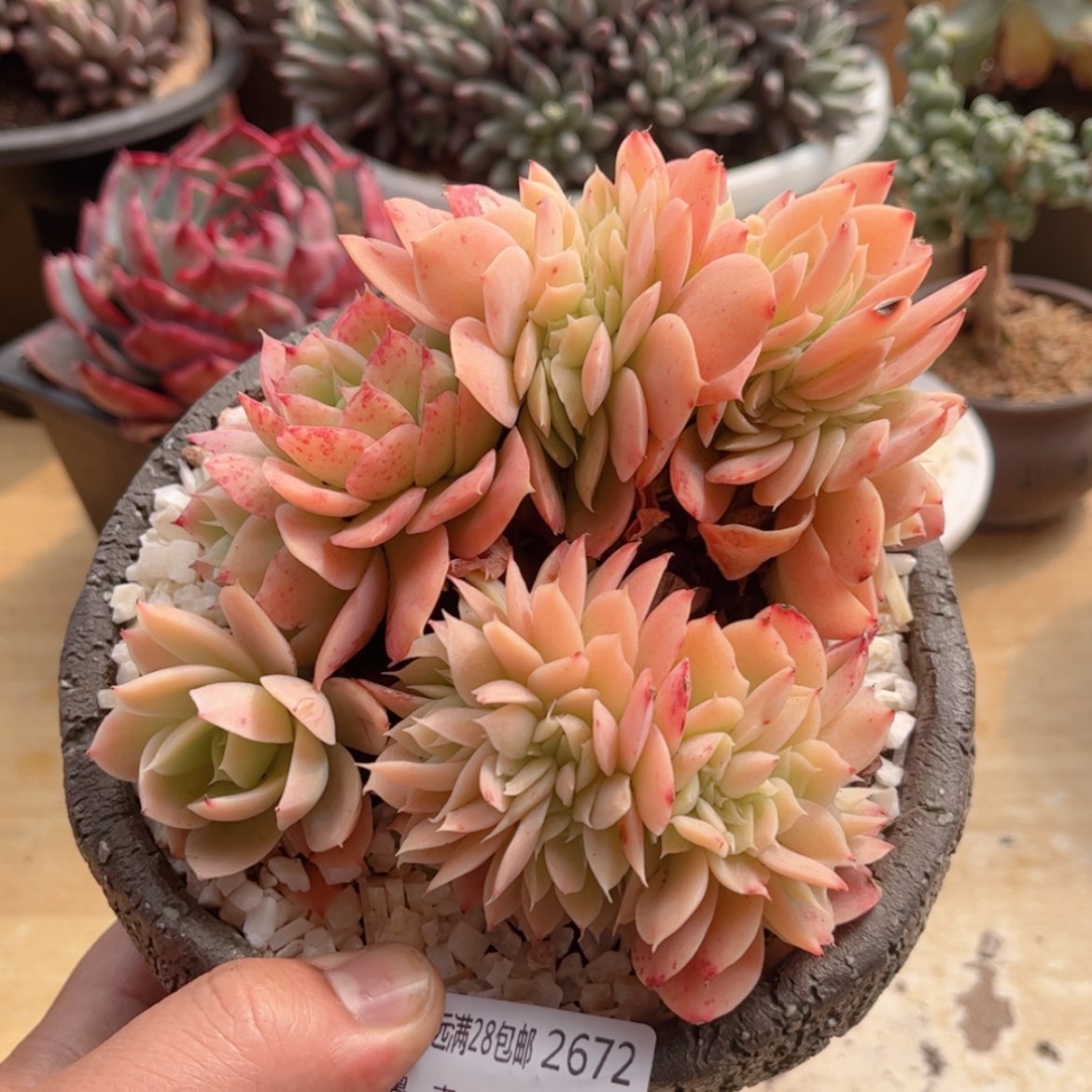 【闪购商品】2672星娜塔优选缀