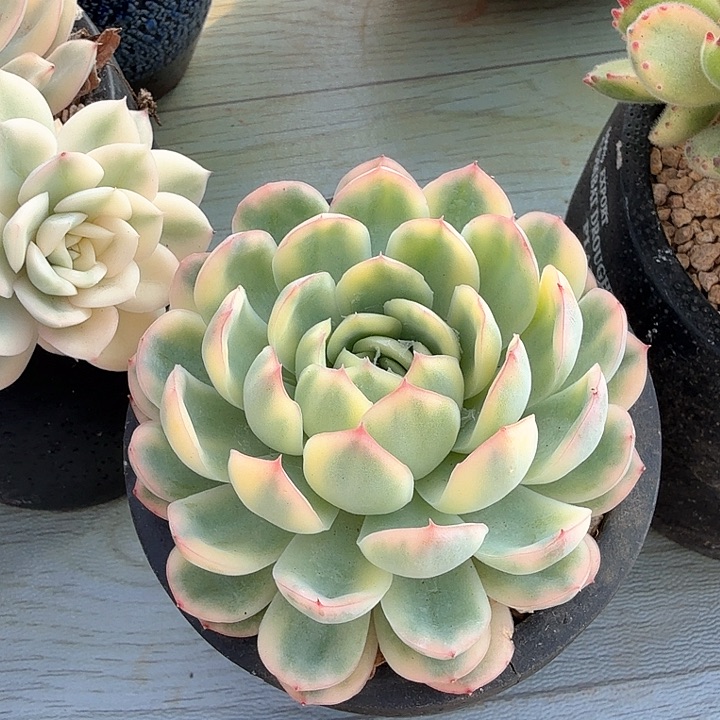 草莓冰锦多肉锦多肉