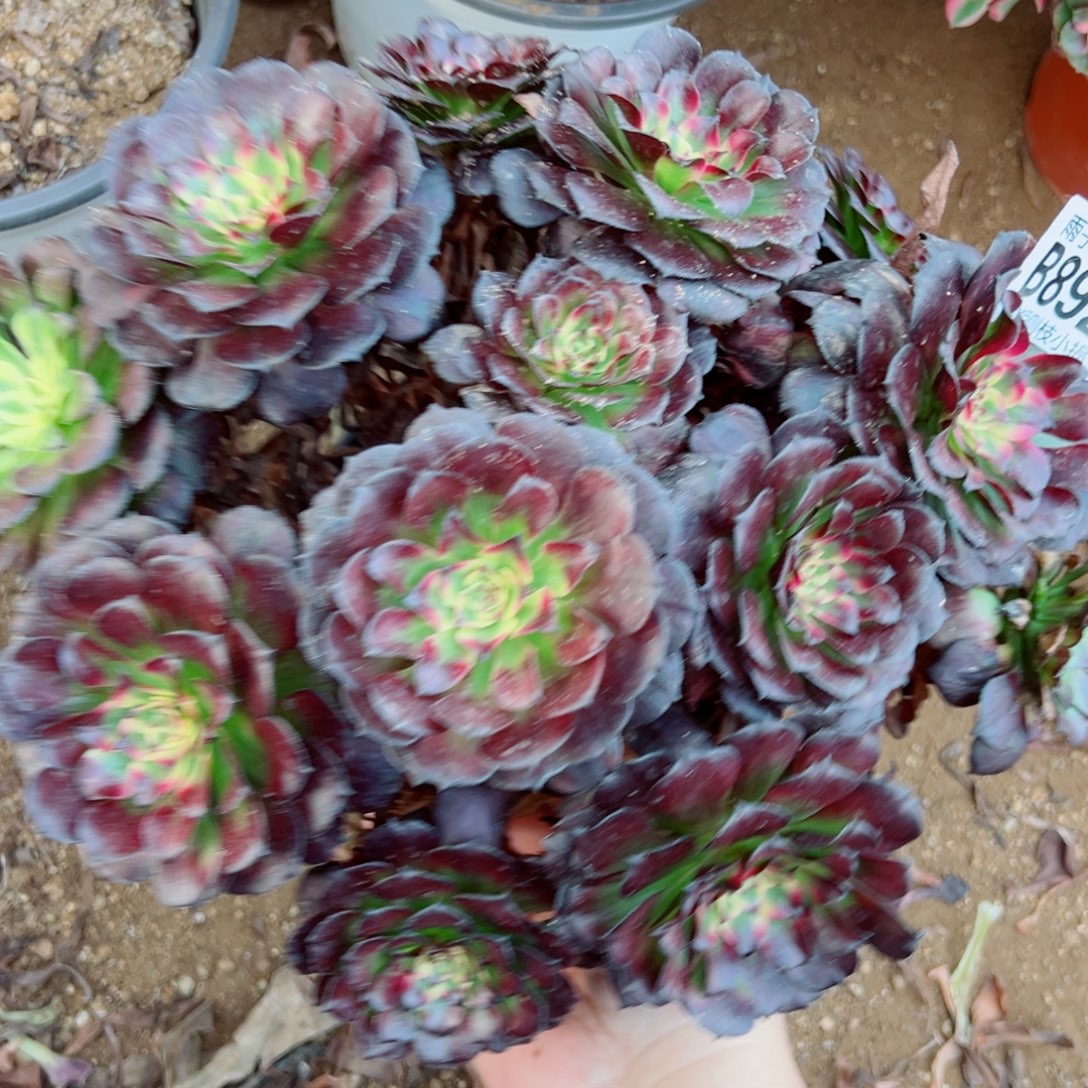 美姬法师多肉892号