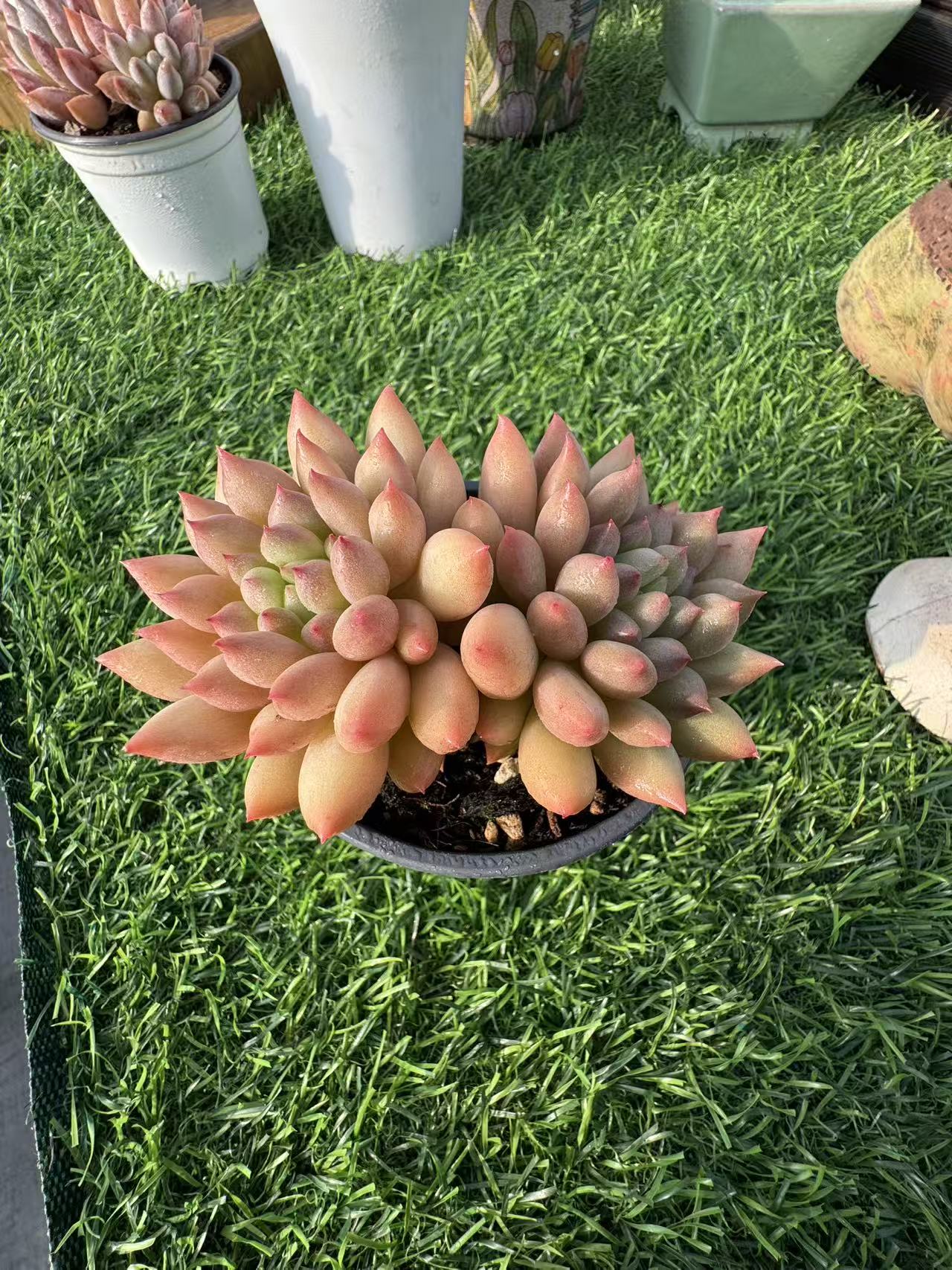 3虞美人精品多肉链接虞美人哥特芒果奶糖果美人