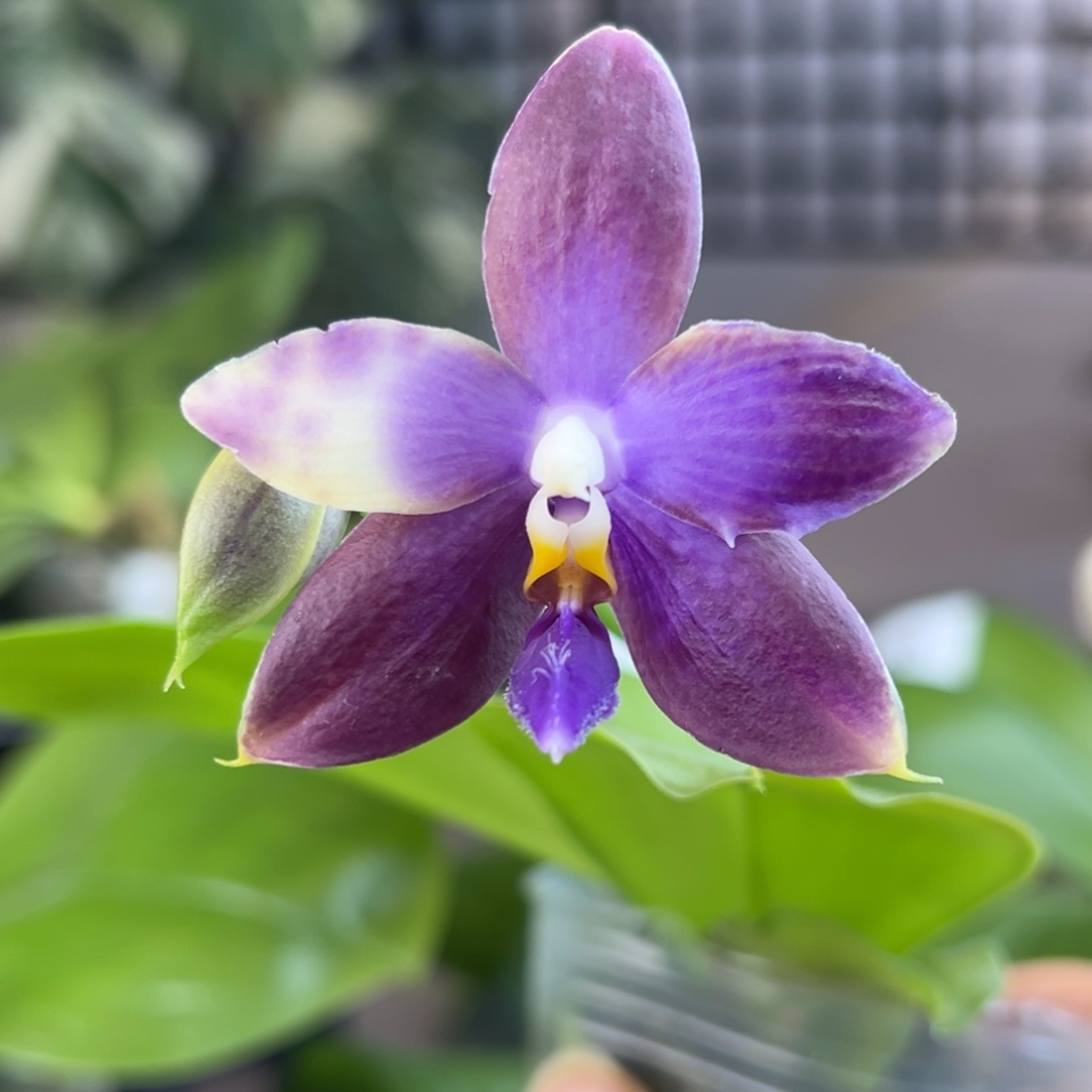 完全开放22号开花株