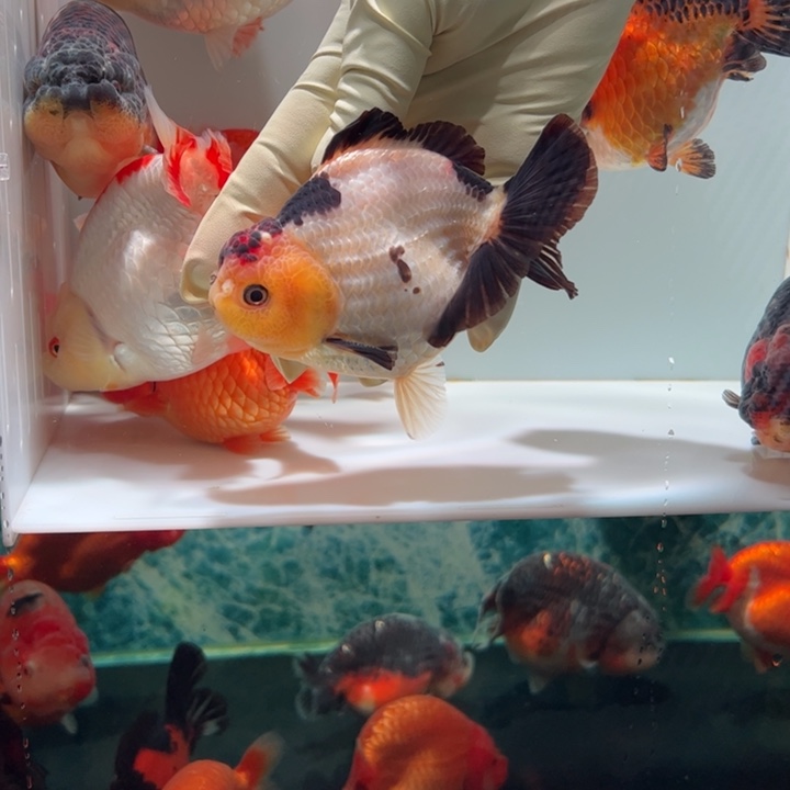 海水鱼玛丽兰寿aaaaa