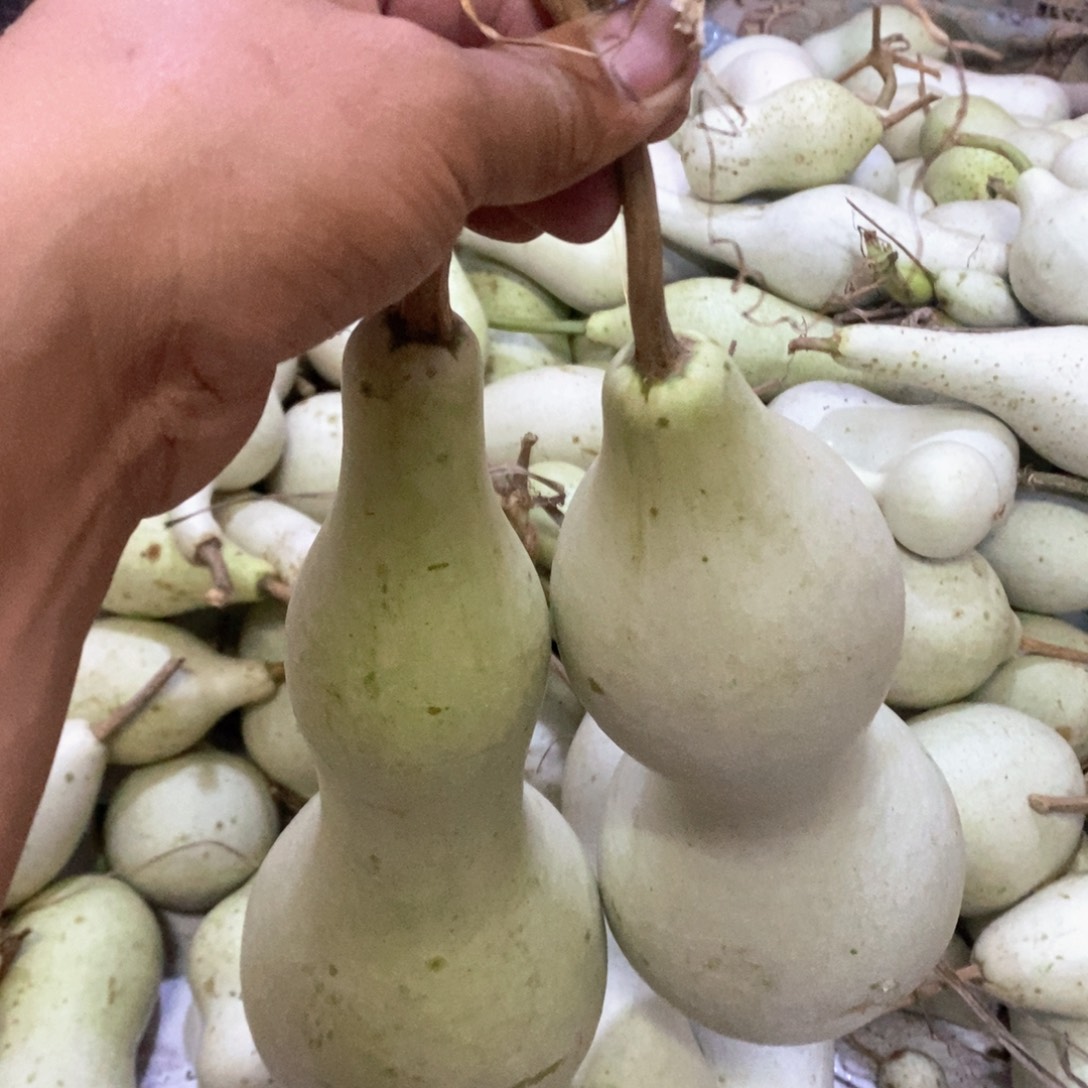 人**湖文玩葫芦青皮葫芦