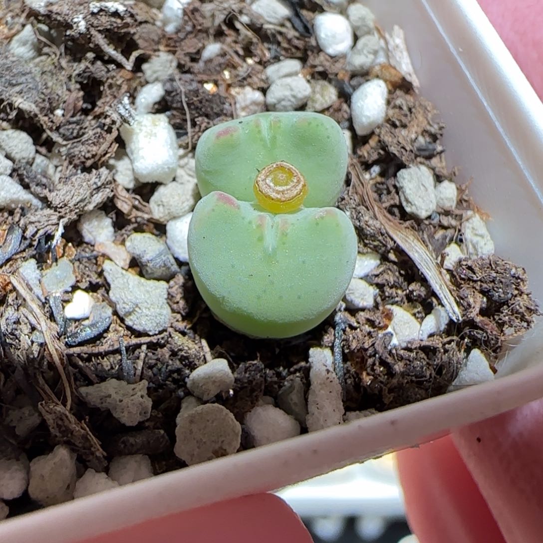 肉锥多肉植物百科-1455.8、858