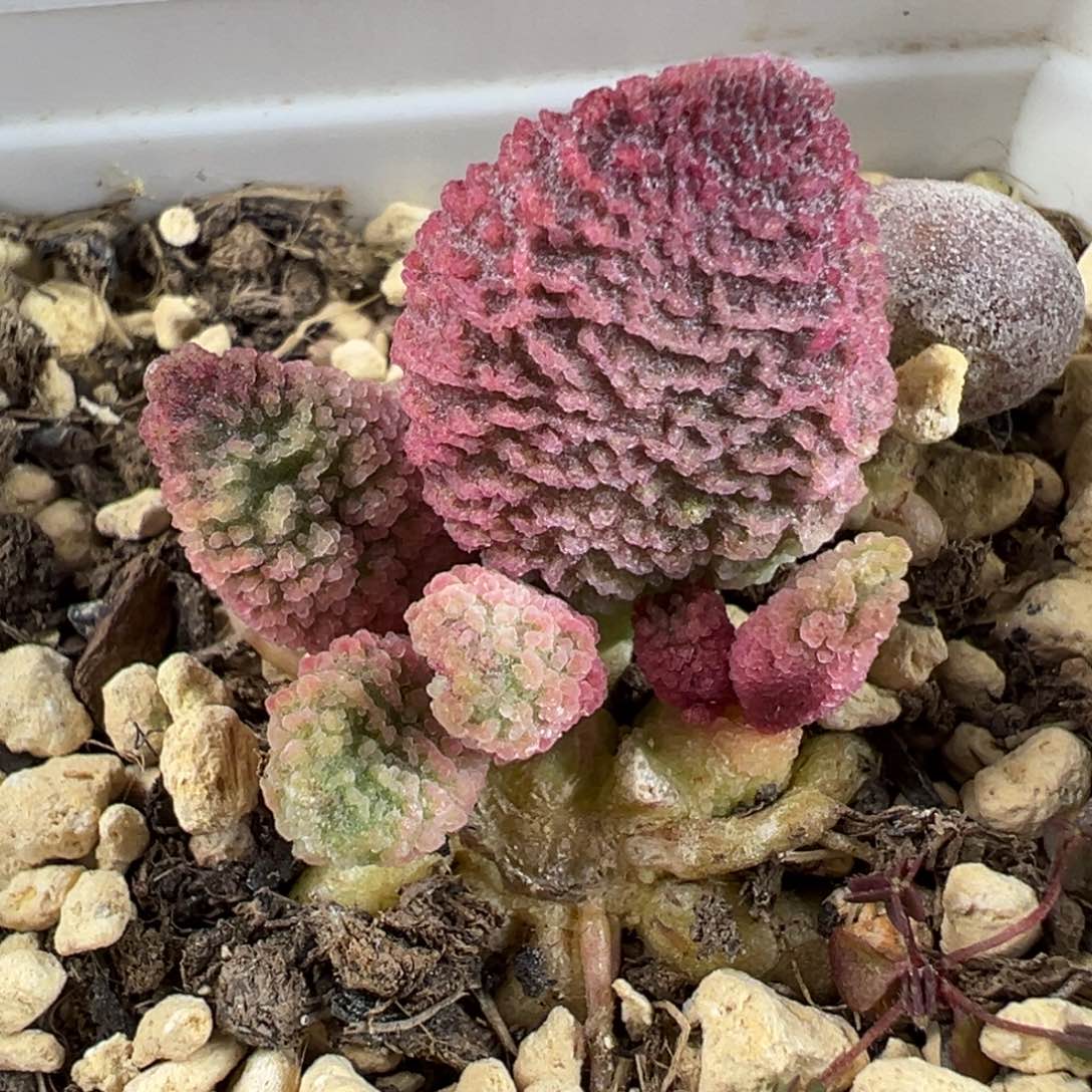 实生新品多头纯木质桩多肉