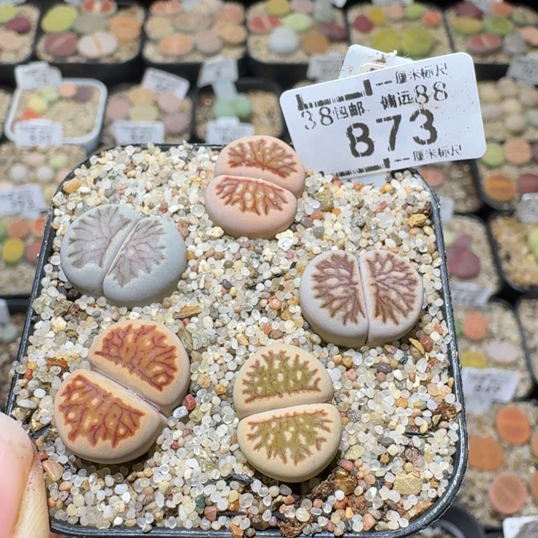 Sss清了便宜卖873