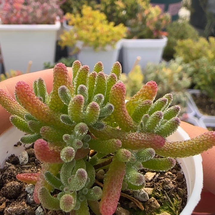 720-米冰植物枝干