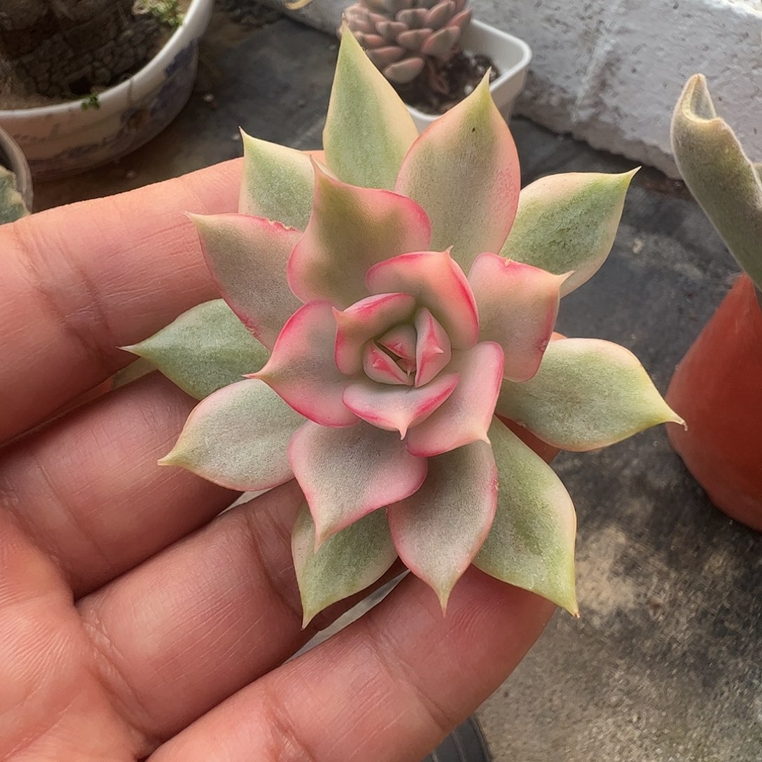 橙***妈多肉植物多肉植物