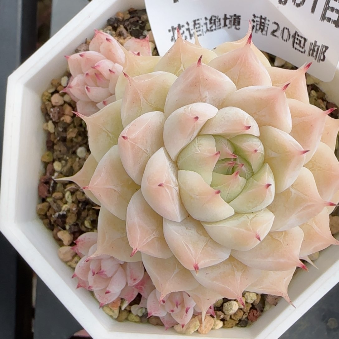 花语逸镜0201-181