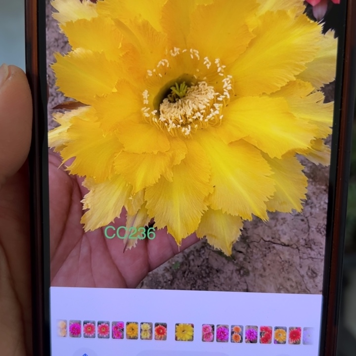 无花朵仙人球侧芽歪cc236