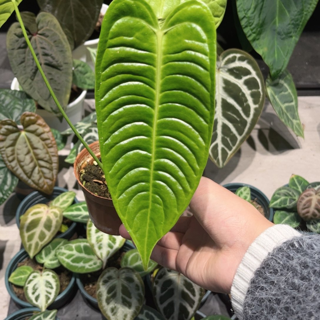 完全开放火鹤王花烛