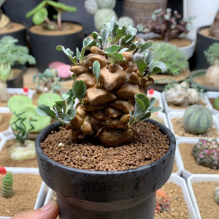 蛮鬼塔厚敦菊带盆