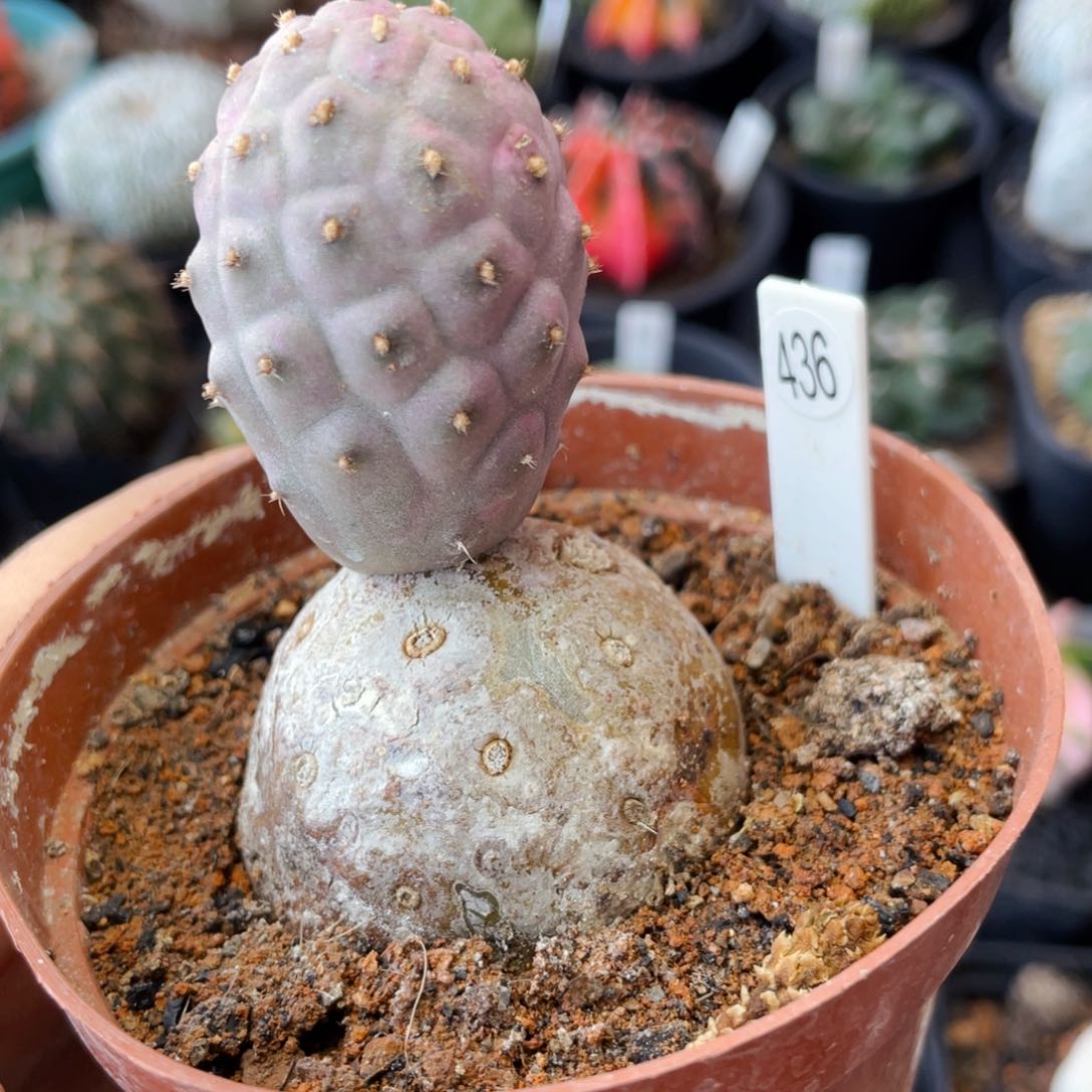 仙人球满28包邮盆口径5公分习志野