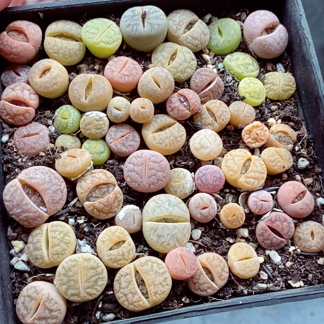 我的小姐姐们都是我的786