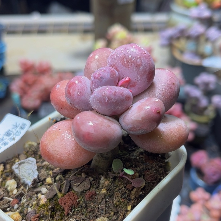 954、彩虹奶5 厘米