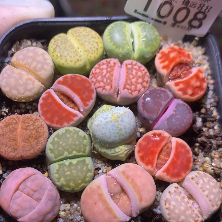 Sss精品生石花1008