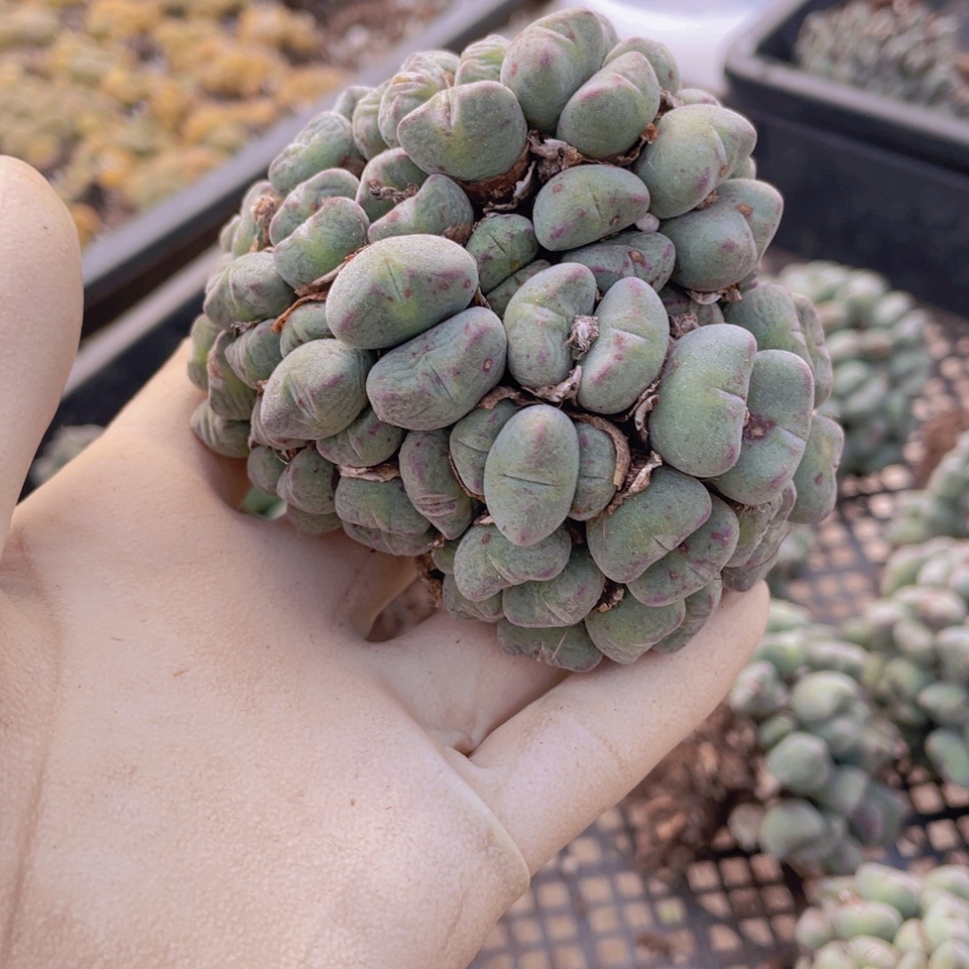 一颗口笛88888888888