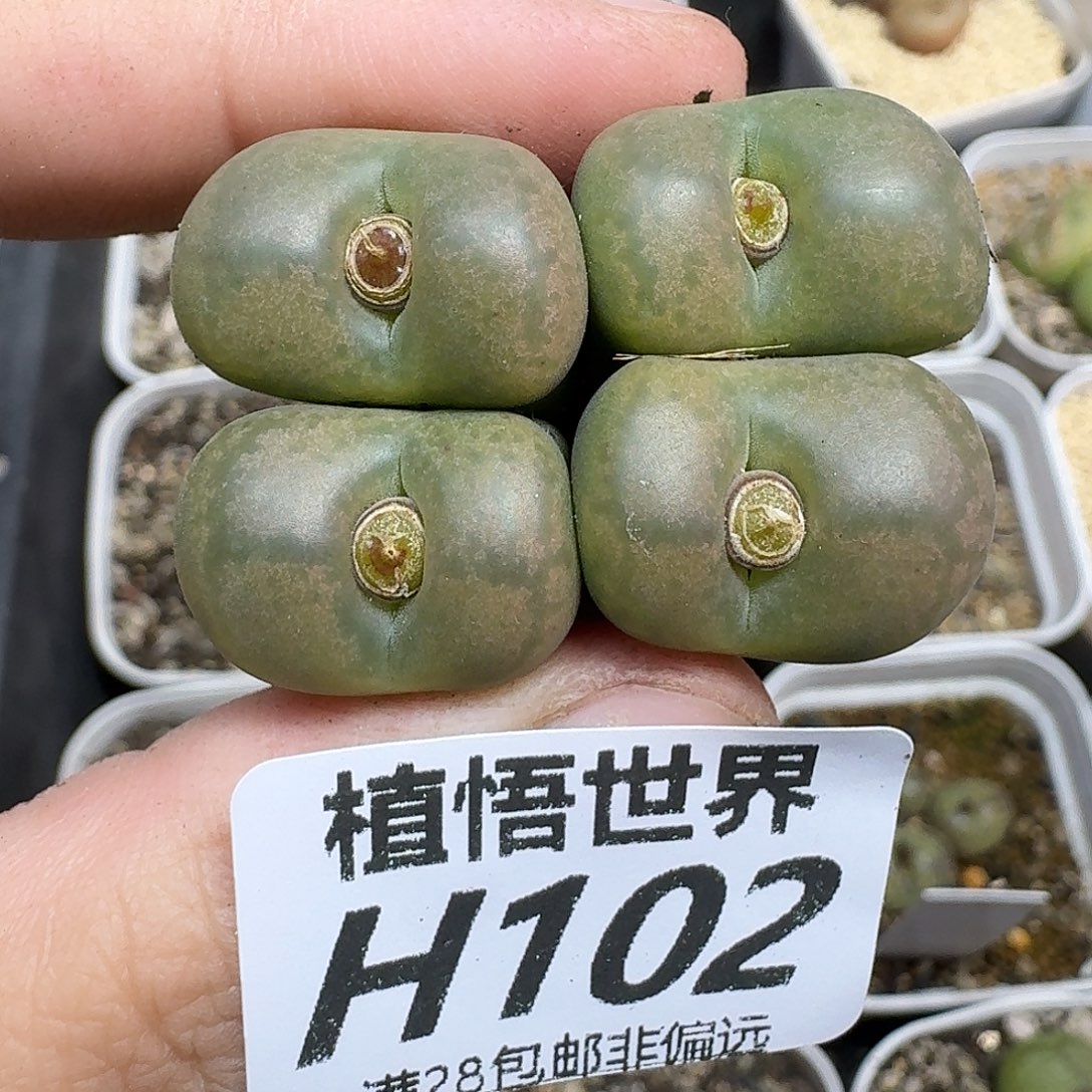 多肉植物的人生fhh