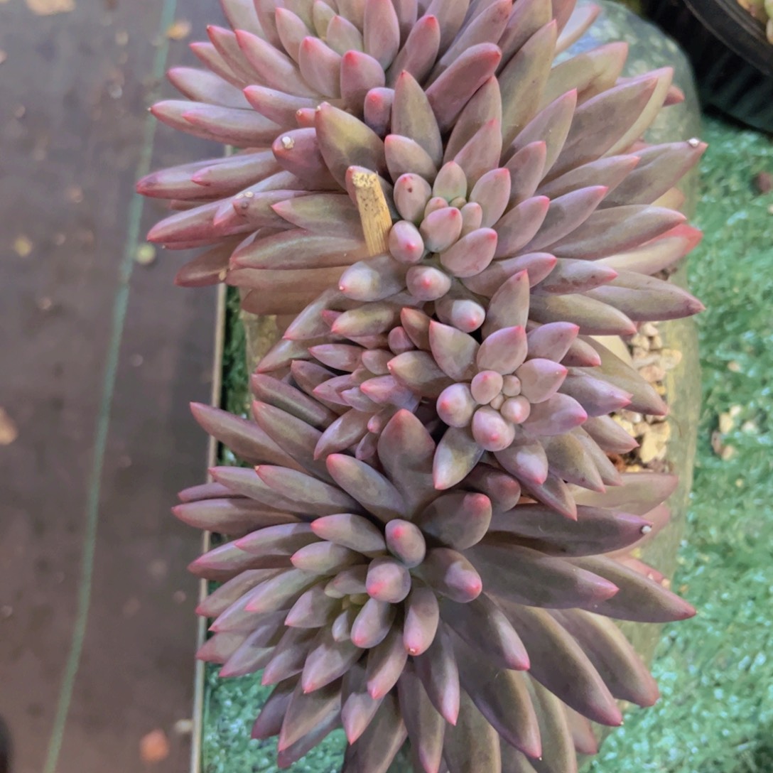 羽毛体虞美人杂01139多肉植物