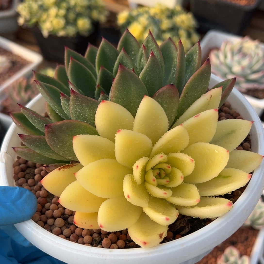 东云锦，阴阳锦多肉植物