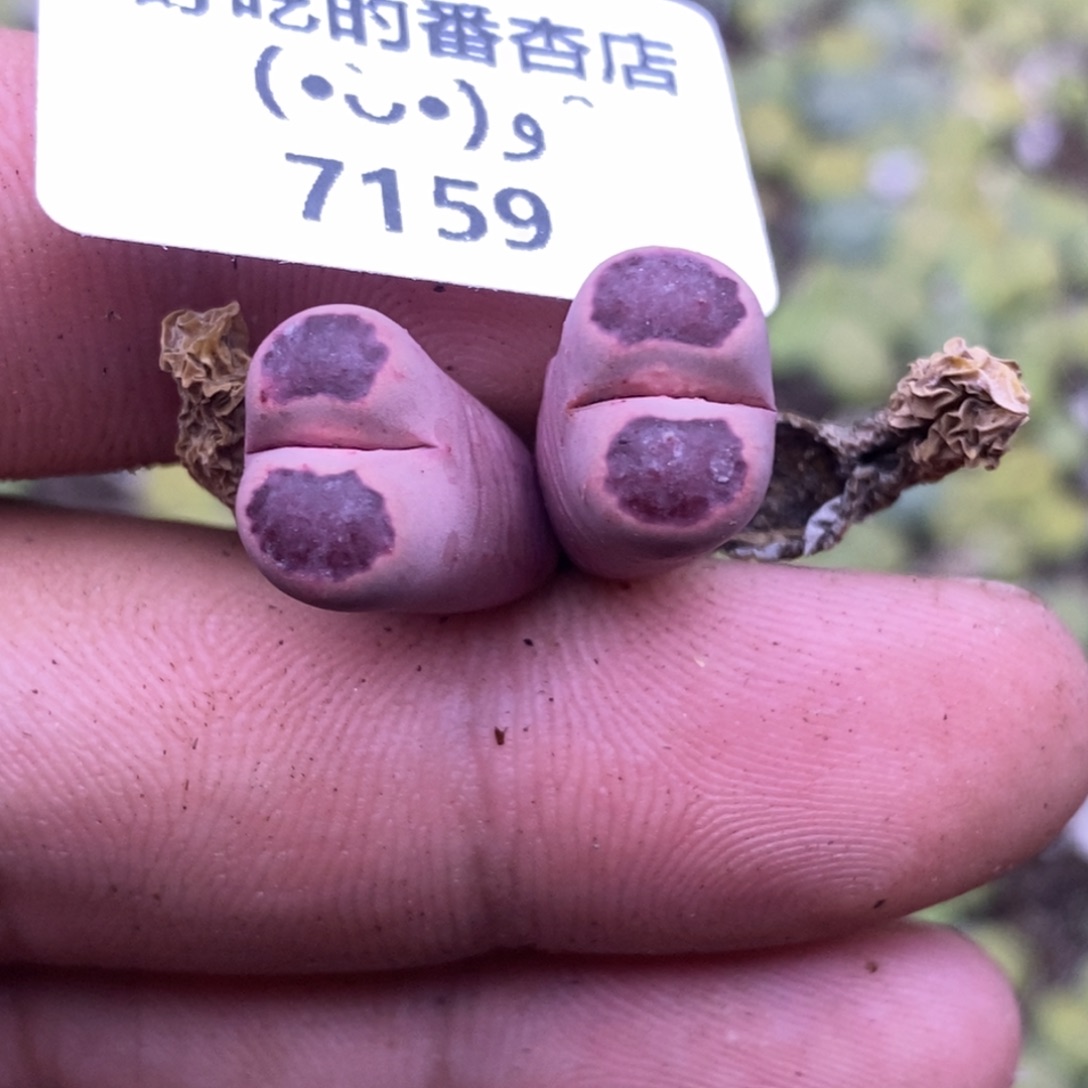 杠***精7159。18包邮.当天凑哦。新疆西藏88包邮