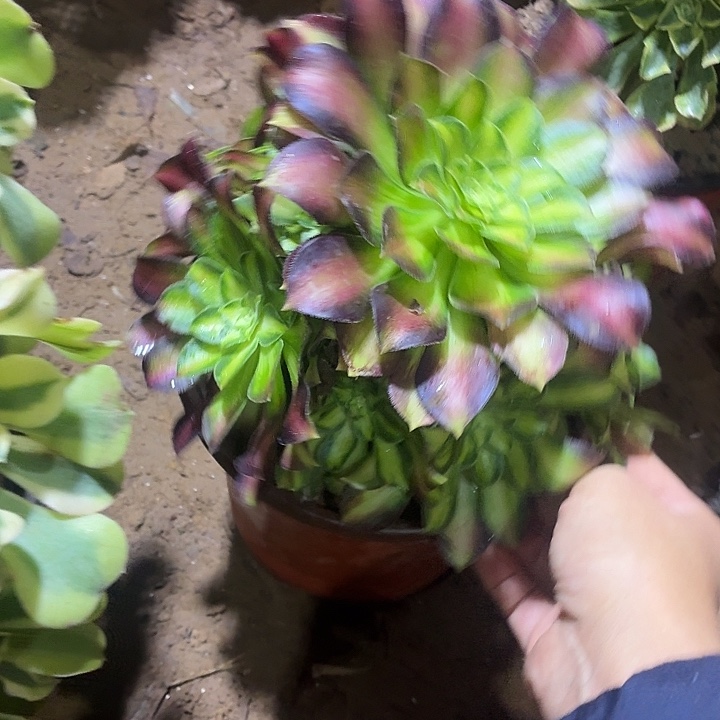 韶华一棵脱土发货9.9