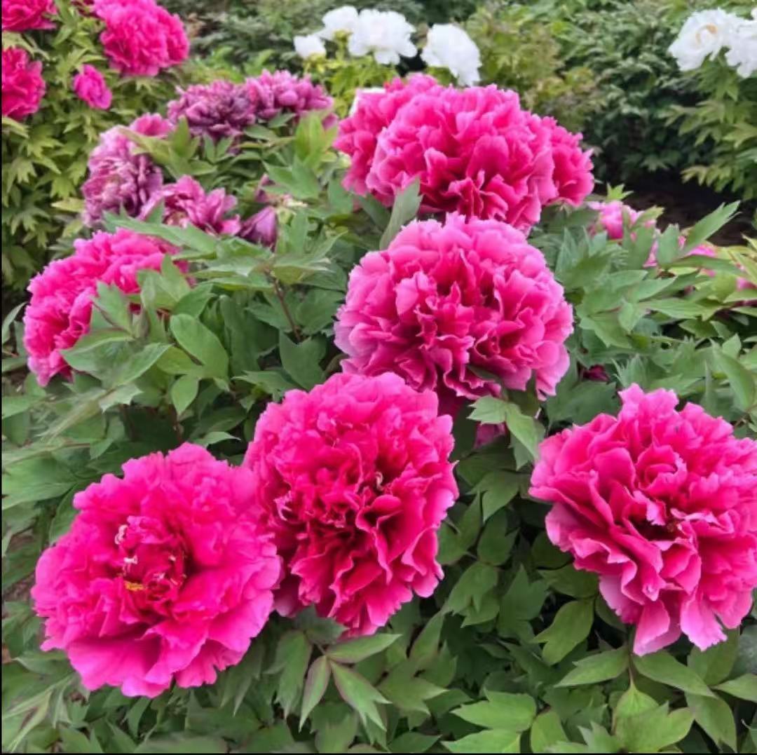 （不包邮）正宗耐寒重瓣大花紫斑牡丹花苗庭院别墅四季种植一物一拍