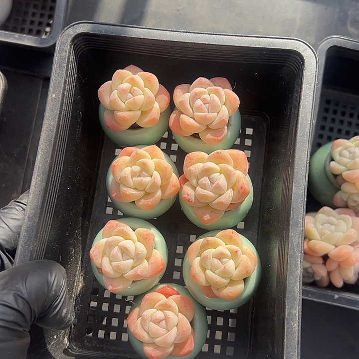 2685，7个咪你冰玉带盆发的