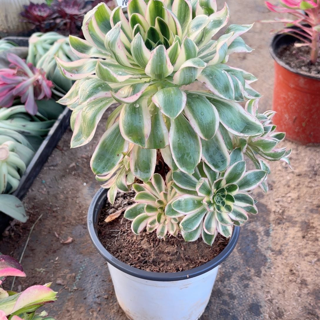 A.   8890青莲多肉