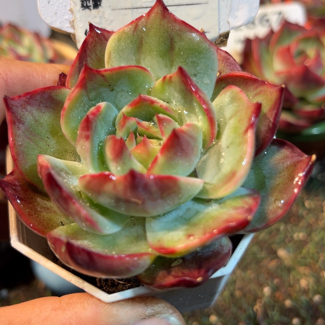 惊鸿一瞥776号多肉