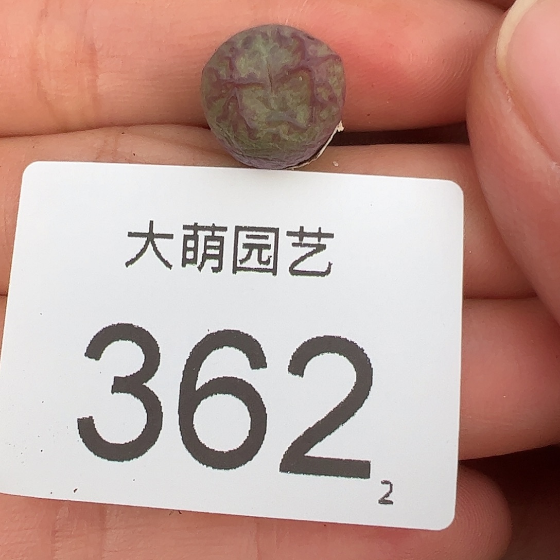 0000362一物一拍……