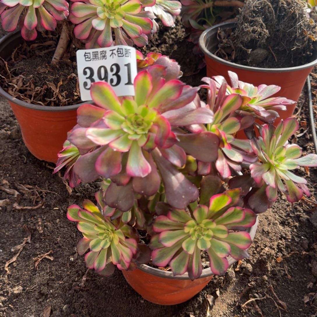 法师美肌3931 19-28